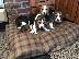 PoulaTo: Prekrasna štenad Beagle.